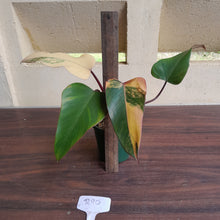Load image into Gallery viewer, #R90 Philodendron Strawberry Shake
