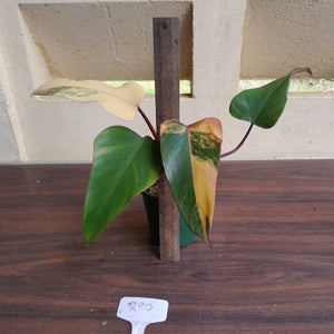 #R90 Philodendron Strawberry Shake