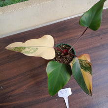 Load image into Gallery viewer, #R90 Philodendron Strawberry Shake