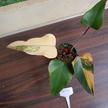 Load image into Gallery viewer, #R90 Philodendron Strawberry Shake