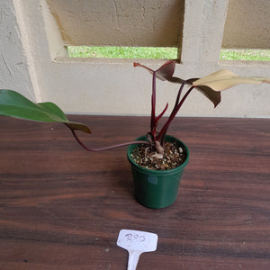 #R90 Philodendron Strawberry Shake
