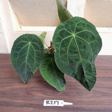 Load image into Gallery viewer, #R217 Super Dimply Anthurium Forgetii x