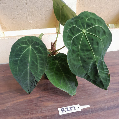 #R217 Super Dimply Anthurium Forgetii x
