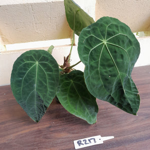#R217 Super Dimply Anthurium Forgetii x