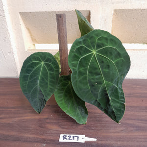#R217 Super Dimply Anthurium Forgetii x