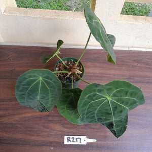 #R217 Super Dimply Anthurium Forgetii x