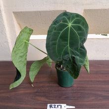 Load image into Gallery viewer, #R217 Super Dimply Anthurium Forgetii x