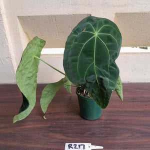 #R217 Super Dimply Anthurium Forgetii x