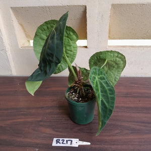 #R217 Super Dimply Anthurium Forgetii x