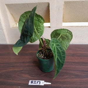 #R217 Super Dimply Anthurium Forgetii x