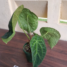 Load image into Gallery viewer, #R217 Super Dimply Anthurium Forgetii x