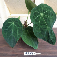 Load image into Gallery viewer, #R217 Super Dimply Anthurium Forgetii x