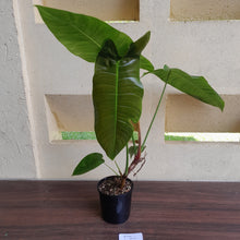 Load image into Gallery viewer, #D26 Large Philodendron Sharoniae