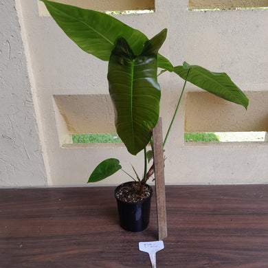 #D26 Large Philodendron Sharoniae