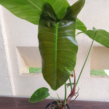 Load image into Gallery viewer, #D26 Large Philodendron Sharoniae