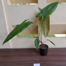 Load image into Gallery viewer, #D26 Large Philodendron Sharoniae