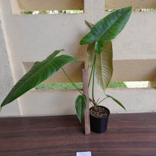Load image into Gallery viewer, #D26 Large Philodendron Sharoniae