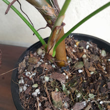 Load image into Gallery viewer, #D26 Large Philodendron Sharoniae