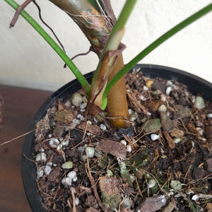 #D26 Large Philodendron Sharoniae