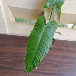 #D26 Large Philodendron Sharoniae