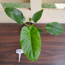 Load image into Gallery viewer, #R15 Philodendron Mamei x Verrucosum