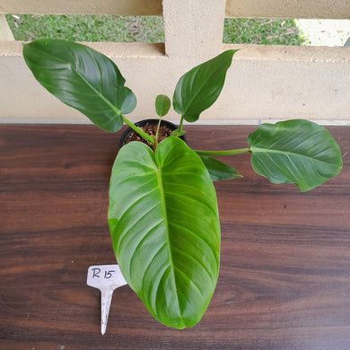 #R15 Philodendron Mamei x Verrucosum