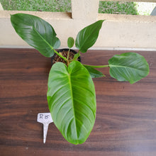 Load image into Gallery viewer, #R15 Philodendron Mamei x Verrucosum