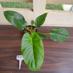 #R15 Philodendron Mamei x Verrucosum