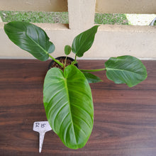Load image into Gallery viewer, #R15 Philodendron Mamei x Verrucosum
