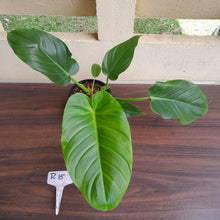 Load image into Gallery viewer, #R15 Philodendron Mamei x Verrucosum
