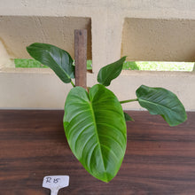Load image into Gallery viewer, #R15 Philodendron Mamei x Verrucosum