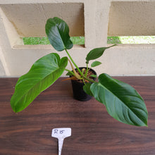 Load image into Gallery viewer, #R15 Philodendron Mamei x Verrucosum