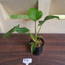 Load image into Gallery viewer, #R15 Philodendron Mamei x Verrucosum
