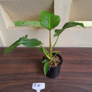 #R15 Philodendron Mamei x Verrucosum