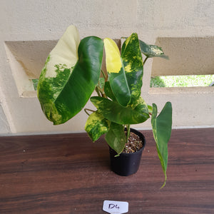 #D4 Variegated Philodendron Burle Marx