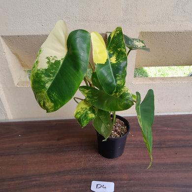 #D4 Variegated Philodendron Burle Marx