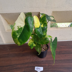 #D4 Variegated Philodendron Burle Marx