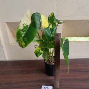 #D4 Variegated Philodendron Burle Marx