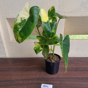 #D4 Variegated Philodendron Burle Marx