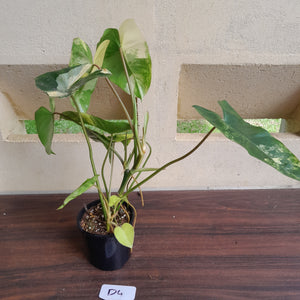 #D4 Variegated Philodendron Burle Marx