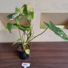 Load image into Gallery viewer, #D4 Variegated Philodendron Burle Marx