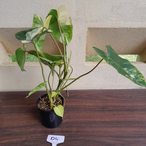 #D4 Variegated Philodendron Burle Marx