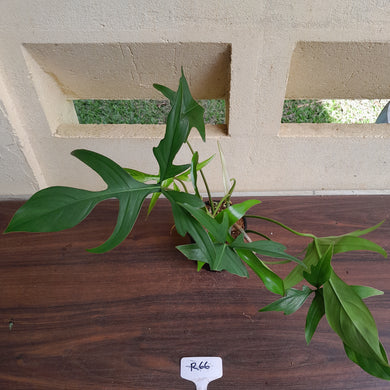 #R66 Philodendron Glad Hands
