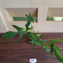 Load image into Gallery viewer, #R66 Philodendron Glad Hands