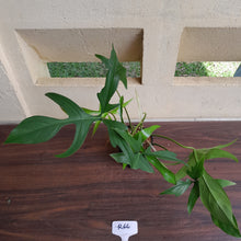 Load image into Gallery viewer, #R66 Philodendron Glad Hands