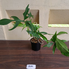 Load image into Gallery viewer, #R66 Philodendron Glad Hands