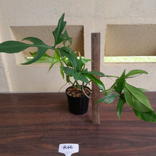 Load image into Gallery viewer, #R66 Philodendron Glad Hands