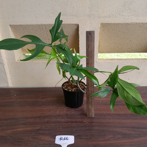 #R66 Philodendron Glad Hands