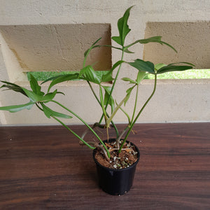 #R66 Philodendron Glad Hands