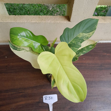 #R31 Variegated Philodendron Bipennifolium